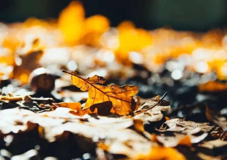 Que mettre dans mon composteur en Automne ?